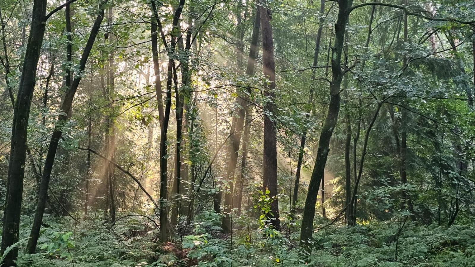 Artz Of Nature * Emmen